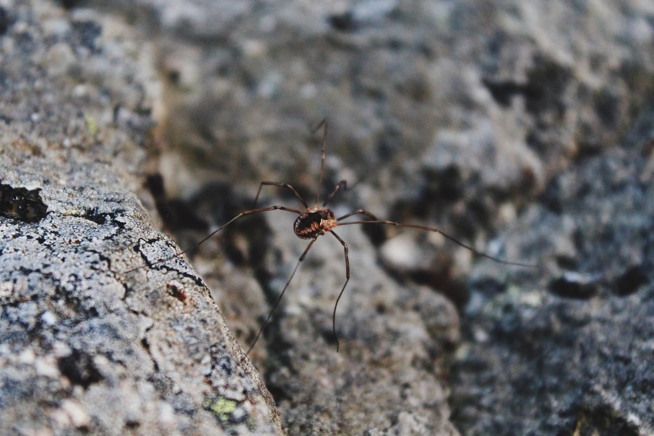 one animal, insect, animal themes, close-up, animals in the wild, spider, nature, no people, outdoors, animal wildlife, day, mosquito, beauty in nature