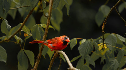 Perching cardinal 