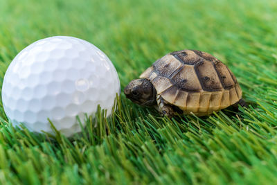 Close up of a young hermann turtle on a synthetic grass with golf ball 
