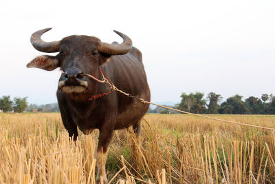 Horse standing on field