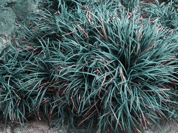 Full frame shot of plants growing on land