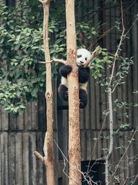 View of a cat on tree