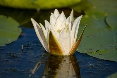 Close-up of lotus water lily in lake