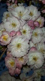 Close-up high angle view of flowers