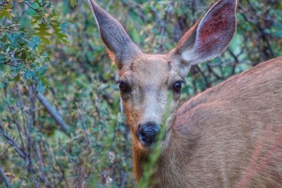 Close-up portrait of deer