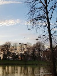 Silhouette birds flying over lake against sky