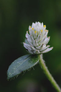 Close-up of flower against blurred background