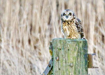 Portrait of owl perching on wood