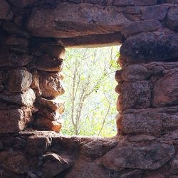 Trees growing by stone wall