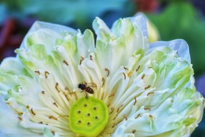 Close-up of insect on white flowering plant