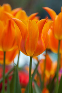 Close-up of orange tulips on field