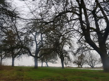 Trees on landscape against sky