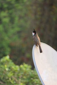 Close-up of bird perching on a tree