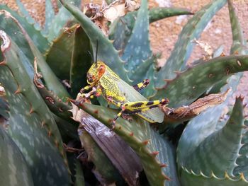 Close-up of lizard on branch