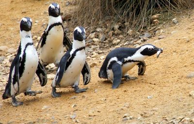 Jackass penguins walking on beach