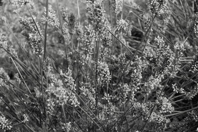 Close-up of flowering plants on field