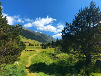 Scenic view of trees on field against sky