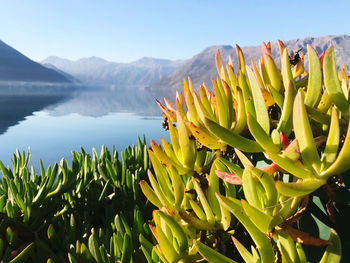 Close-up of plants growing by lake against sky