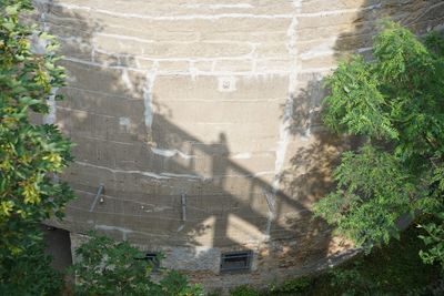 Plants growing on wall of old building