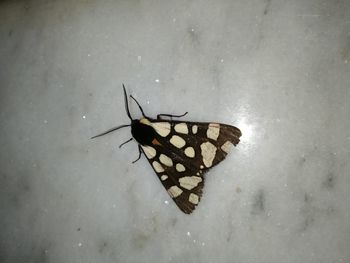 High angle view of butterfly on leaf