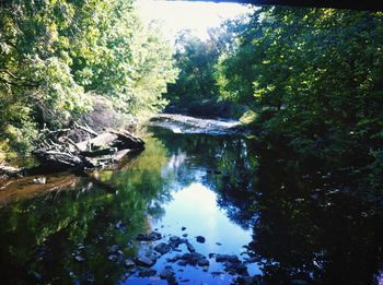 Reflection of trees in river