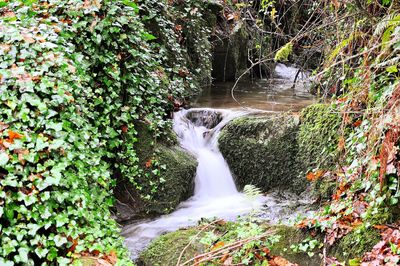 Scenic view of waterfall in forest