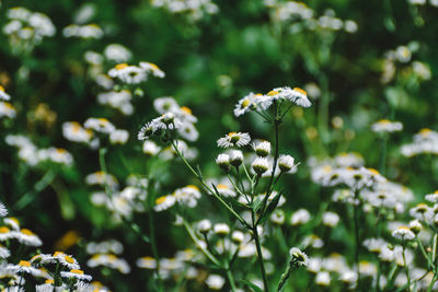 Close-up of bee on flowers
