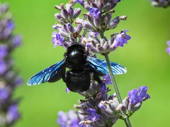 Close-up of insect on purple flowering plant