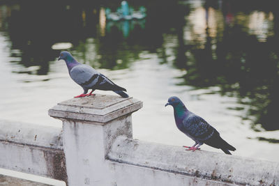 Bird perching on wooden post