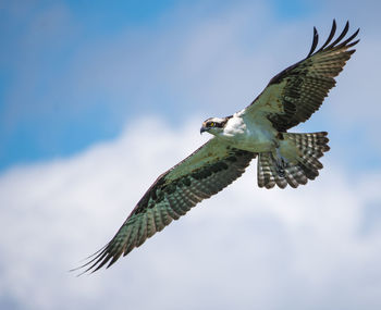 Low angle view of eagle flying in sky