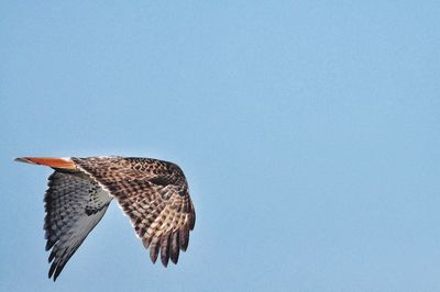 Low angle view of hawk  flying against clear blue sky
