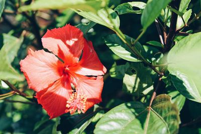 Close-up of hibiscus blooming outdoors