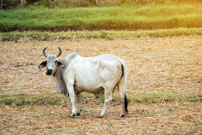 Closeup of the bull,cow in the farm.