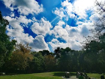 Trees against sky