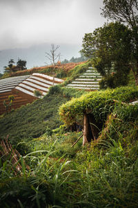 Plants growing on field against sky