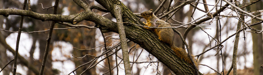 Low angle view of bird perching on branch