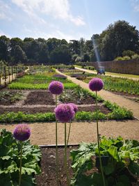 Purple flowering plants on field