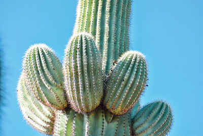 Low angle view of cactus plant against clear sky