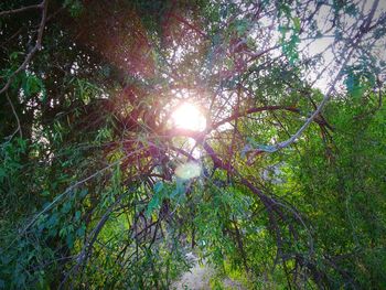 Sun shining through trees