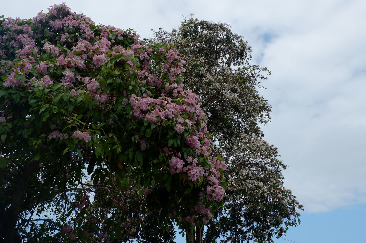 LOW ANGLE VIEW OF FLOWERING TREE