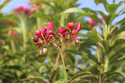 Close-up of pink flowering plant