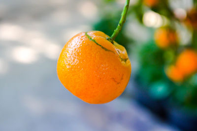 Close-up of orange fruit on tree