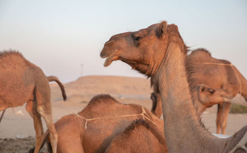 Horses in a desert