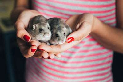 Close-up of hand holding a rabbit