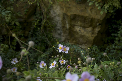 Close-up of white flowering plants on field