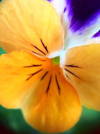 Close-up of orange flower