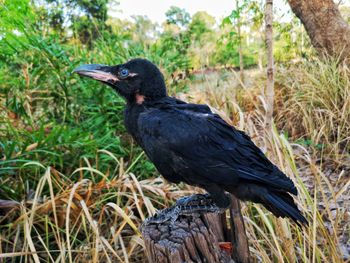 Black bird perching on a land