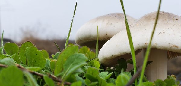 Close-up of mushroom growing on field