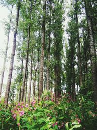 Low angle view of trees in the forest