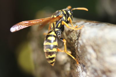 Close-up of a wasp 